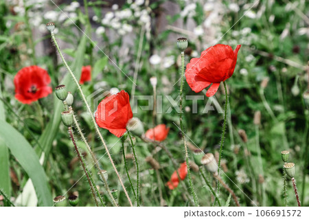 wonderful red poppies in green grass wonderful red poppies in green grass 106691572