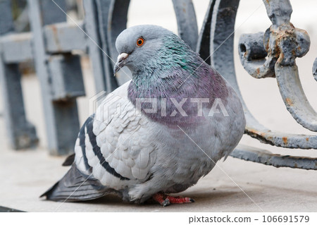 portrait of a beautiful dove 106691579