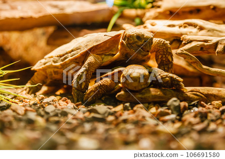 Two Sulcata Tortoises mating a red lamp 106691580