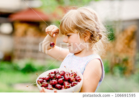 Little preschool girl picking and eating ripe cherries from tree in garden. Happy toddler child holding fresh fruits. Healthy organic berry cherry fruit, summer harvest season. 106691595