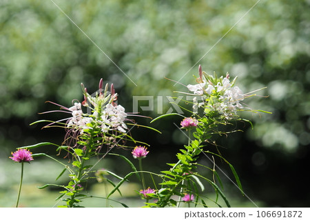 白花菜 白花菜 106691872