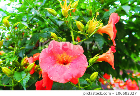 Landscape with flowers of Chinese trumpet vine 106692327