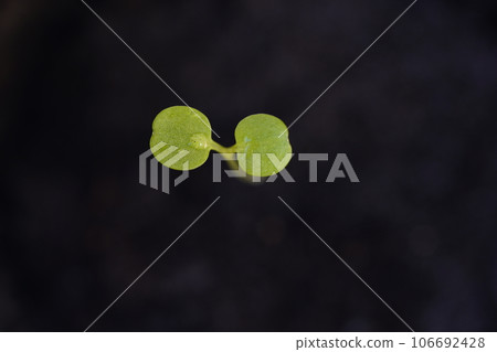 三色堇的雙葉在黑色背景下脫穎而出 106692428