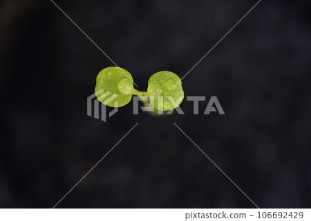 三色堇的雙葉在黑色背景下脫穎而出 106692429