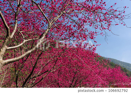 Colorful Taiwan cherry blossoms bloom next to the train station in Alishan Forest Recreation Area in Chiayi, Taiwan. 106692792