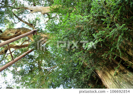 Okaya in Yokomuro, Fujimi-cho, Maebashi City, Gunma Prefecture 106692854