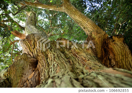 Okaya in Yokomuro, Fujimi-cho, Maebashi City, Gunma Prefecture 106692855