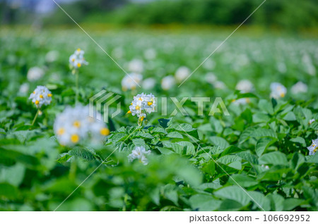 馬鈴薯花盛開的函館 106692952