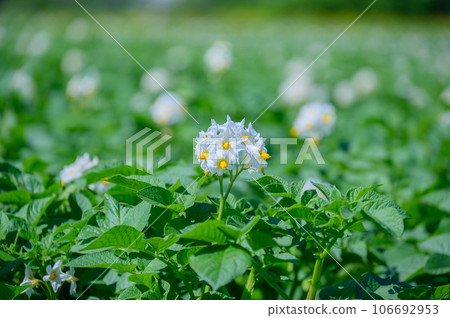 馬鈴薯花盛開的函館 106692953