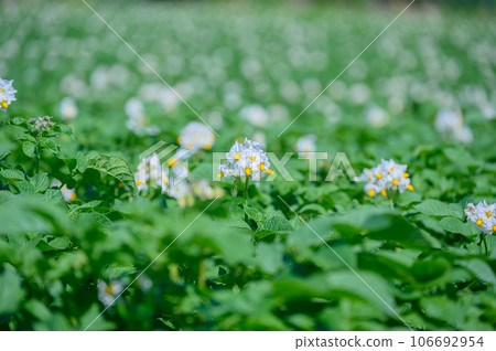 Hakodate where potato flowers bloom Hakodate where potato flowers bloom 106692954