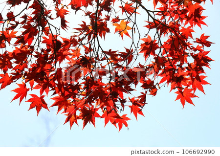 Autumn leaves shining in the blue sky Autumn leaves shining in the blue sky 106692990
