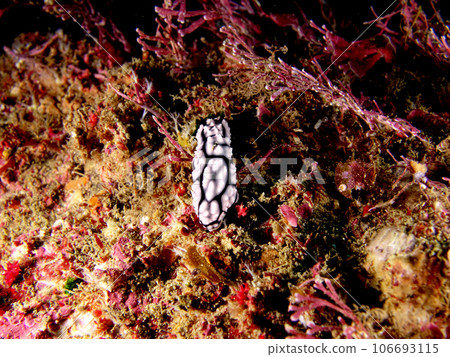 Black and white iboumi slug Black and white iboumi slug 106693115