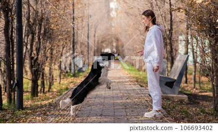 Caucasian woman walking with a dog in the park in autumn. The Border Collie jumps very high. Caucasian woman walking with a dog in the park in autumn. The Border Collie jumps very high. 106693402