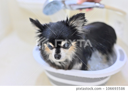 Chihuahua grooming with microbubble and nanobubble shower head 106693586