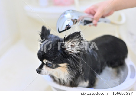 Chihuahua grooming with microbubble and nanobubble shower head 106693587