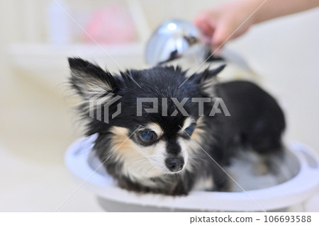 Chihuahua grooming with microbubble and nanobubble shower head 106693588