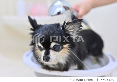 使用微氣泡和納米氣泡淋浴頭進行吉娃娃美容 106693589