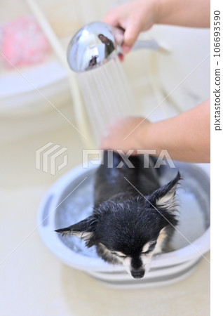 使用微氣泡和納米氣泡淋浴頭進行吉娃娃美容 106693590