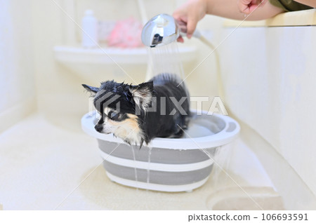 Chihuahua grooming with microbubble and nanobubble shower head 106693591