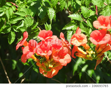 ``Chinese trumpet vine'' in full bloom 106693765