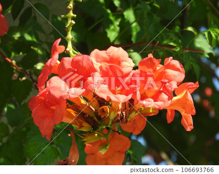 ``Chinese trumpet vine'' in full bloom 106693766