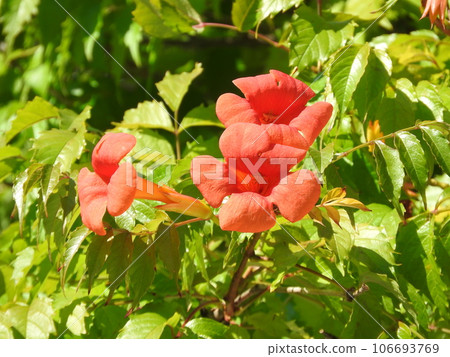 ``Chinese trumpet vine'' in full bloom 106693769