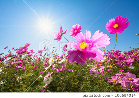 Cosmos blooming towards the sun 106694014