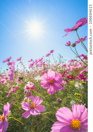 Cosmos blooming towards the sun 106694015