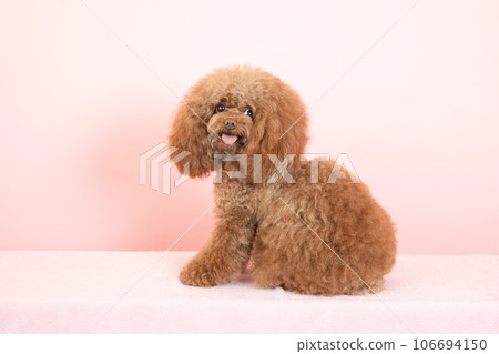 Toy poodle Tyrol turning around with a pink back 106694150