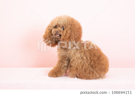 Toy poodle Tyrol turning around with a pink back 106694151