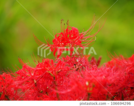 red spider lily red spider lily 106694296