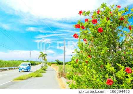Driving along a road full of hibiscus blooms in Okinawa Driving along a road full of hibiscus blooms in Okinawa 106694462