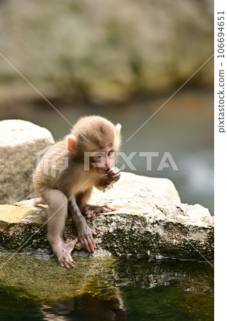 [Nagano] Monkeys were relaxing in the hot springs at Jigokudani Monkey Park. The baby monkeys were also very cute. 106694651