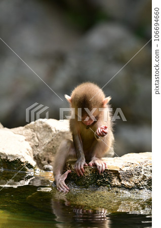 [Nagano] Monkeys were relaxing in the hot springs at Jigokudani Monkey Park. The baby monkeys were also very cute. 106694660