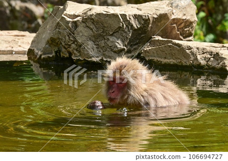 [Nagano] Monkeys were relaxing in the hot springs at Jigokudani Monkey Park. The baby monkey was also very cute 106694727