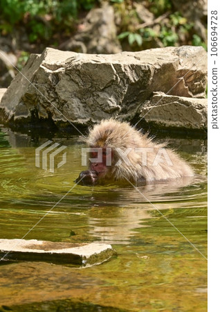[Nagano] Monkeys were relaxing in the hot springs at Jigokudani Monkey Park. The baby monkey was also very cute 106694728