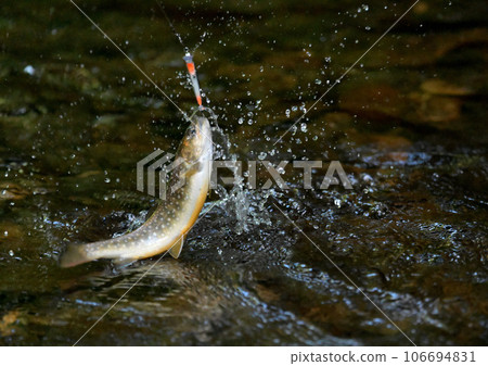 隱藏在清澈溪流中的夏亞 106694831