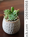 Photos of ornamental succulents 106694868
