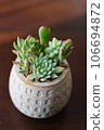 Photos of ornamental succulents 106694872