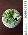 Photos of ornamental succulents 106694873