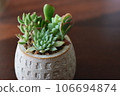 Photos of ornamental succulents 106694874