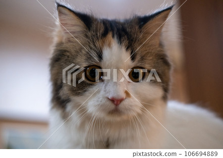 Close up of cute fluffy white cat 106694889