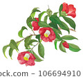 Camellia flower branch 106694910