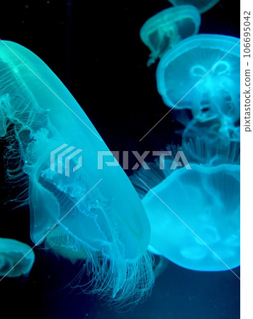 漂浮在水族館的水母 106695042
