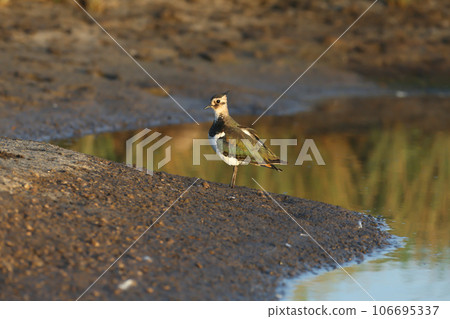 Young lapwing Young lapwing 106695337