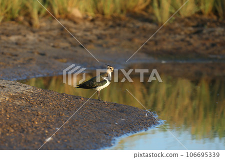 Young lapwing 106695339