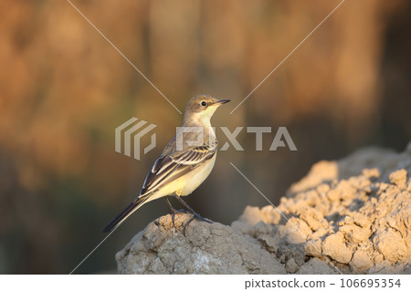 Young western yellow wagtail (Motacilla flava) Young western yellow wagtail (Motacilla flava) 106695354