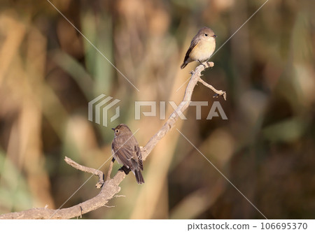 Female red-breasted flycatcher (Ficedula parva) 106695370