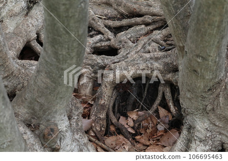 大樹的根部錯綜複雜地交織在一起 106695463