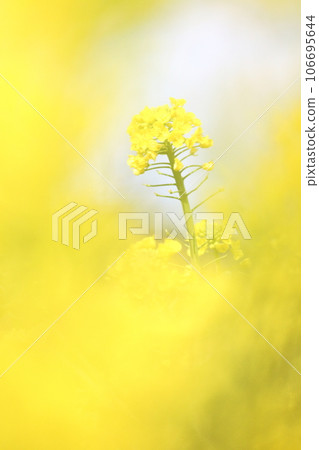 Spring image, blooming yellow flowers 106695644